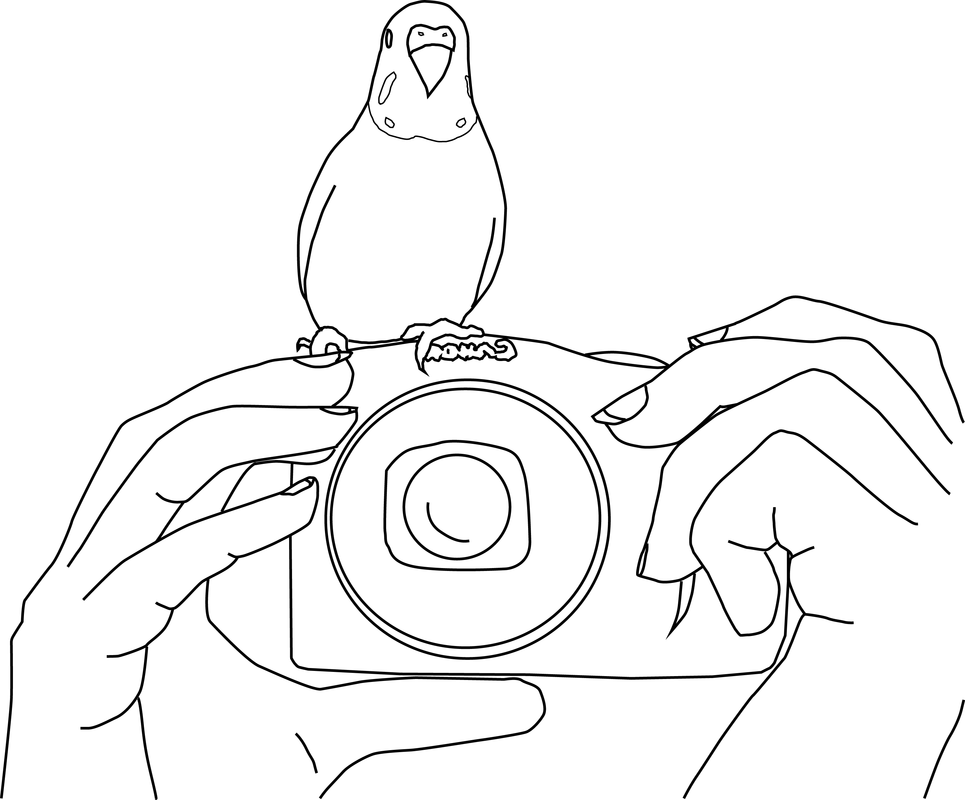 Parakeet Coloring Pages - My Parakeet Clarabelle