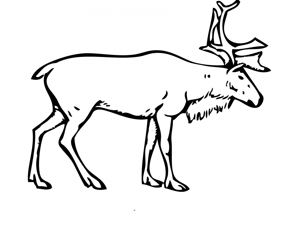 Mule Deer Baby Coloring Page Id 32745 Uncategorized Yoand 240656 