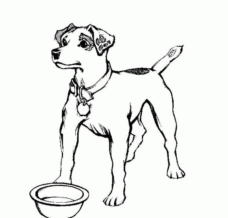 Realistic Dog Coloring Pages - Kids Colouring Pages