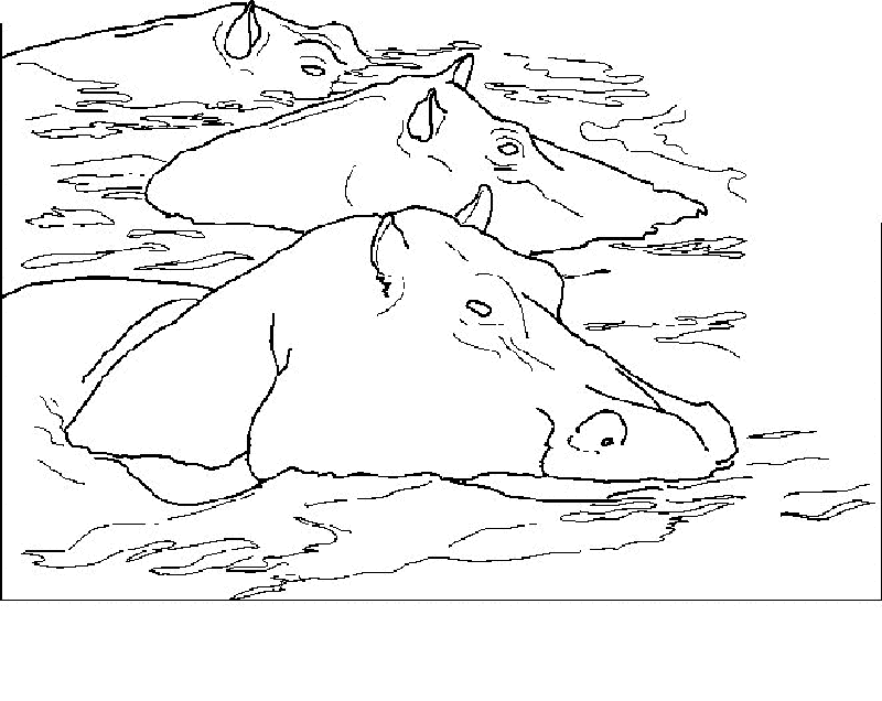 Hippo Coloring Pages 1 | Free Printable Coloring Pages 