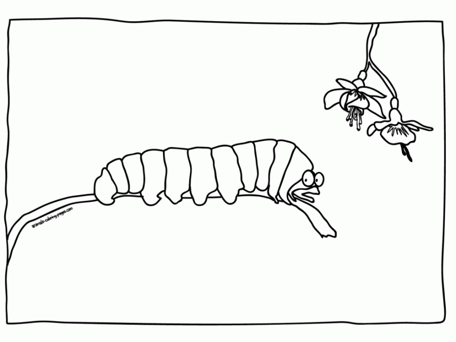 Coloring Pages For VHC School Very Hungry Caterpillar Pinterest 