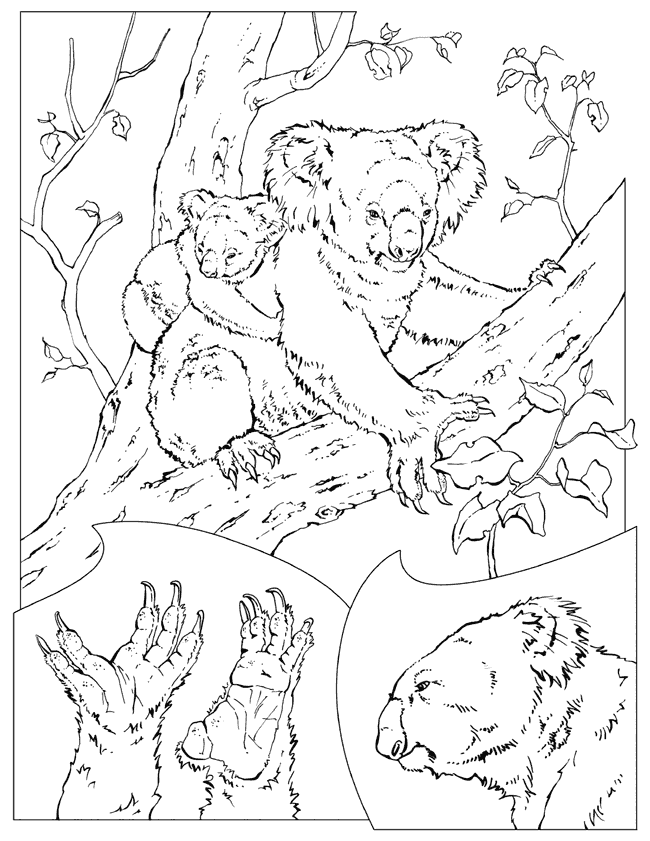 koalas in trees Colouring Pages