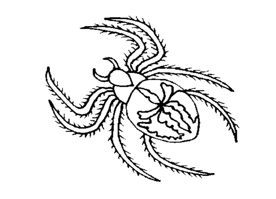 Spider Coloring Sheets