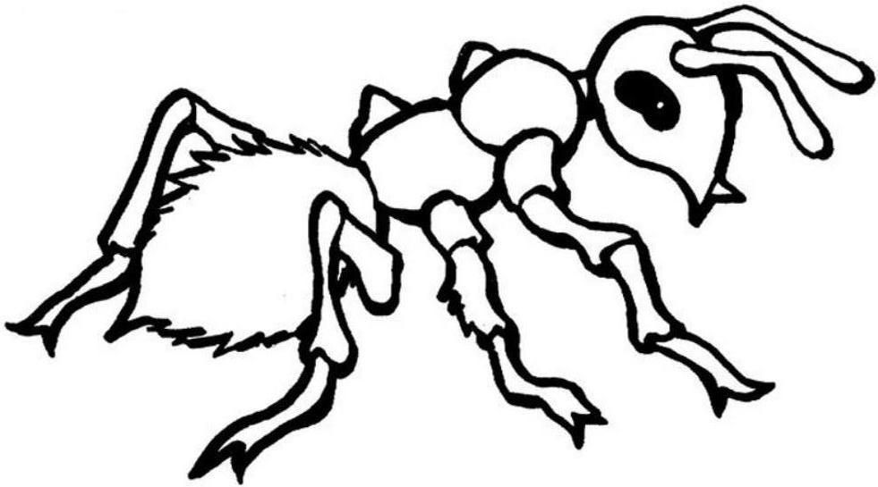 Ant Coloring Pages For Kids Coloring Home