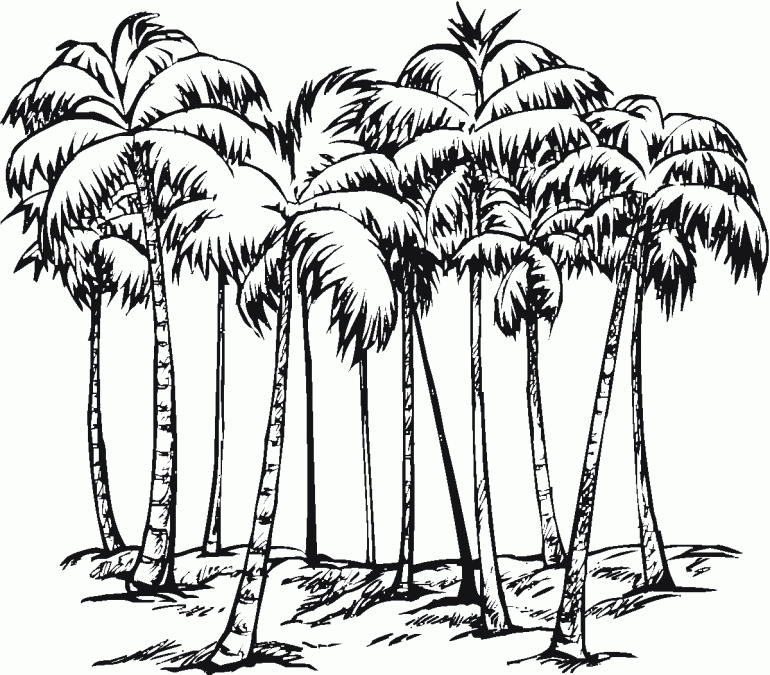 Date Palm Tree Coloring Pages | Online Coloring Pages