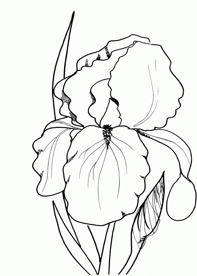 Spring Flowers Coloring Pages Print - Spring Coloring Pages 