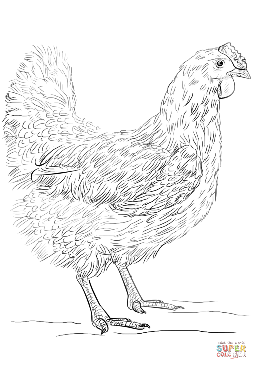 Coloring Page Of A Chicken - Coloring Home