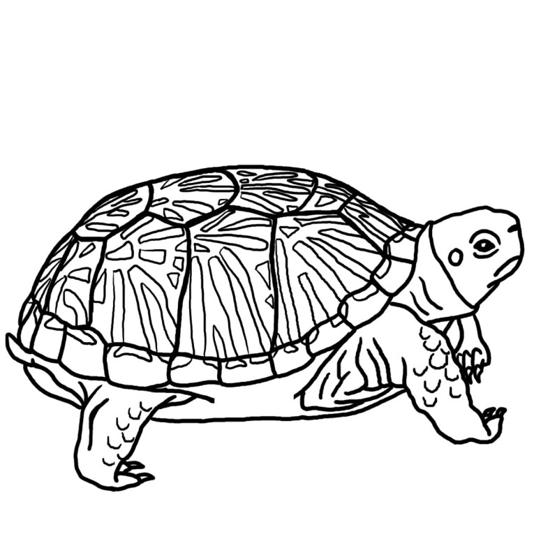 Yertle The Turtle Coloring Pages 360 Free Printable Coloring Pages ...