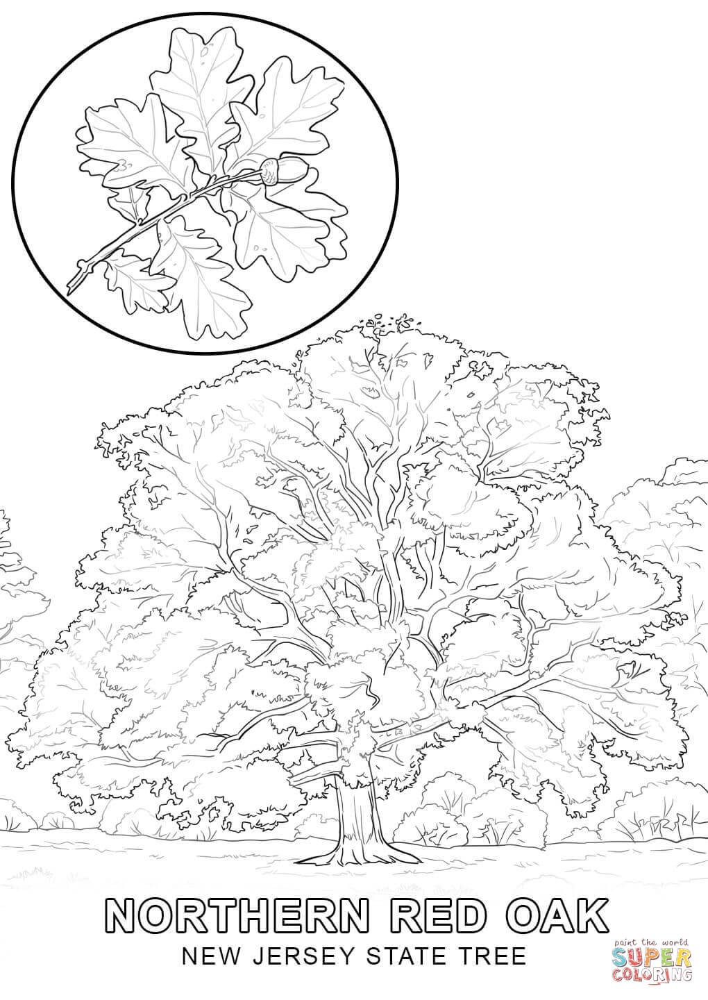 New Jersey State Tree coloring page | Free Printable Coloring Pages