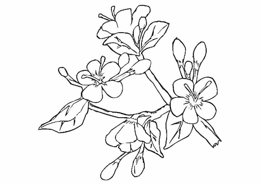 cherry-blossom-coloring-pages-coloring-home