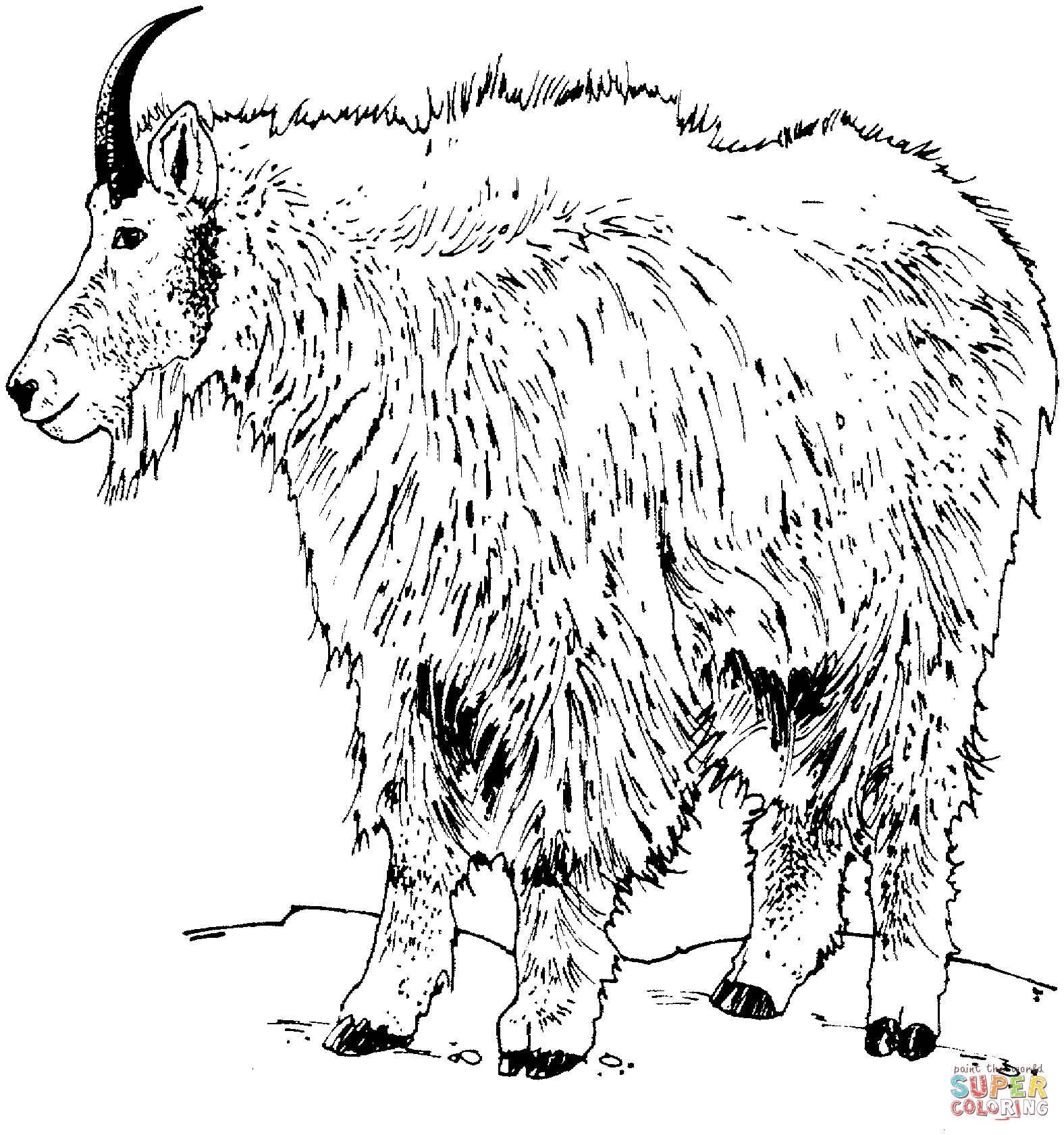 pygmy-goats-coloring-page-coloring-home