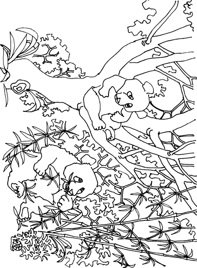 Panda Coloring Pages For Adults Coloring Home