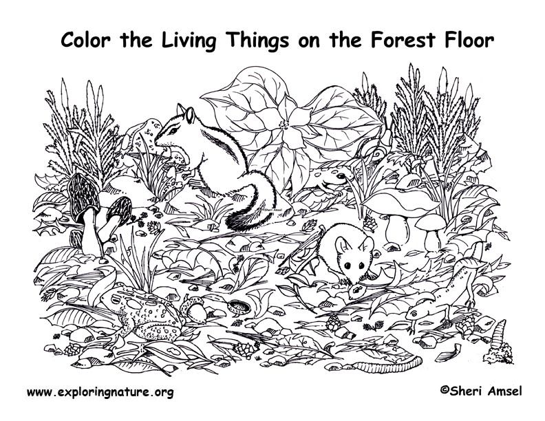 Forest Habitat Coloring Pages - Coloring Page - Coloring Home