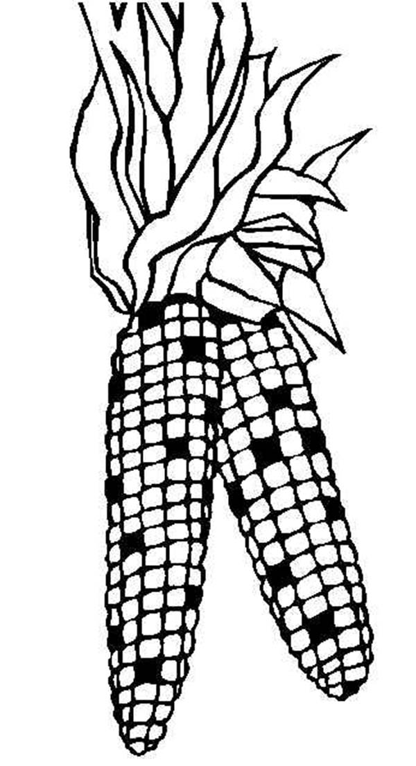 Indian Corn Coloring Page - Coloring Home