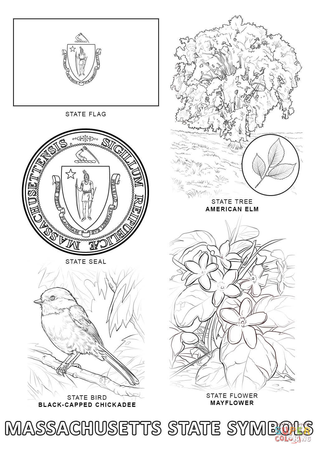 Massachusetts State Symbols coloring page | Free Printable ...