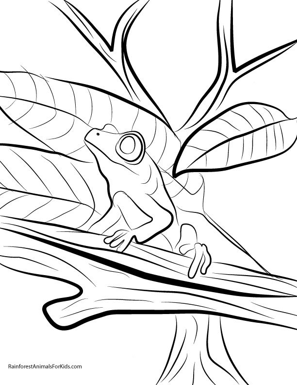 Printable Coloring Pages of Rainforest Animals - Rainforest ...