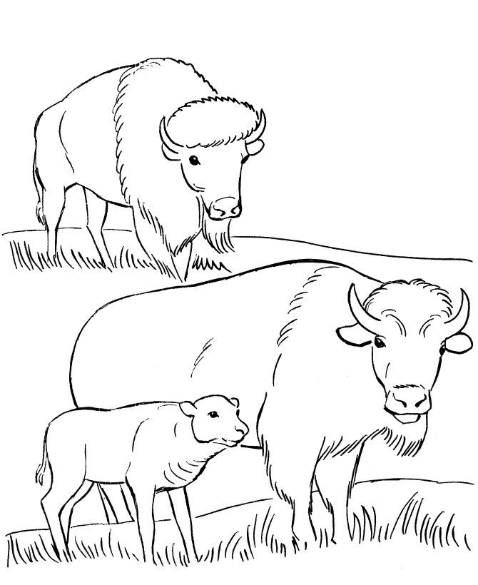 coloring page bison | coloring pages north american bison coloring ...