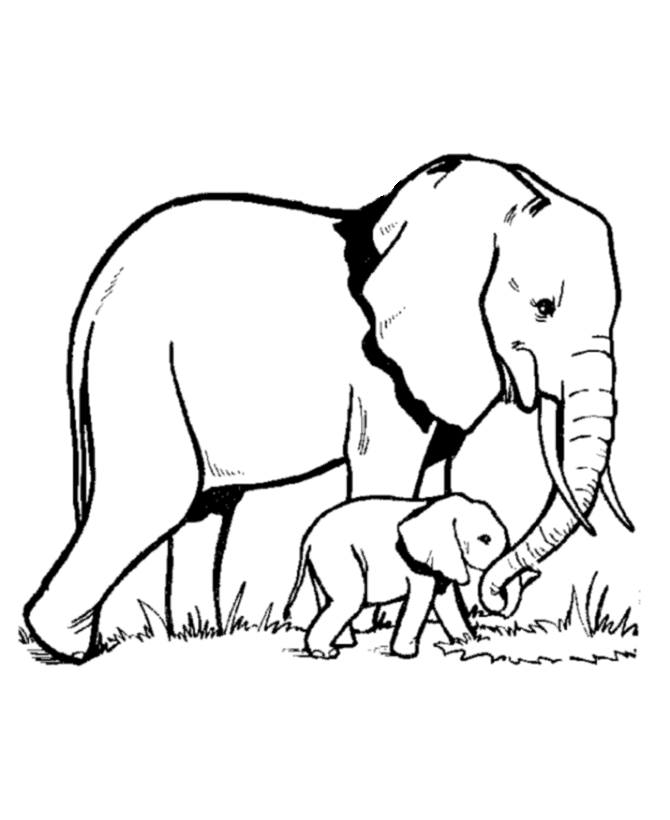 Wild animal coloring page | Elephant Family Coloring page | Elephant  outline, Elephant coloring page, Animal outline