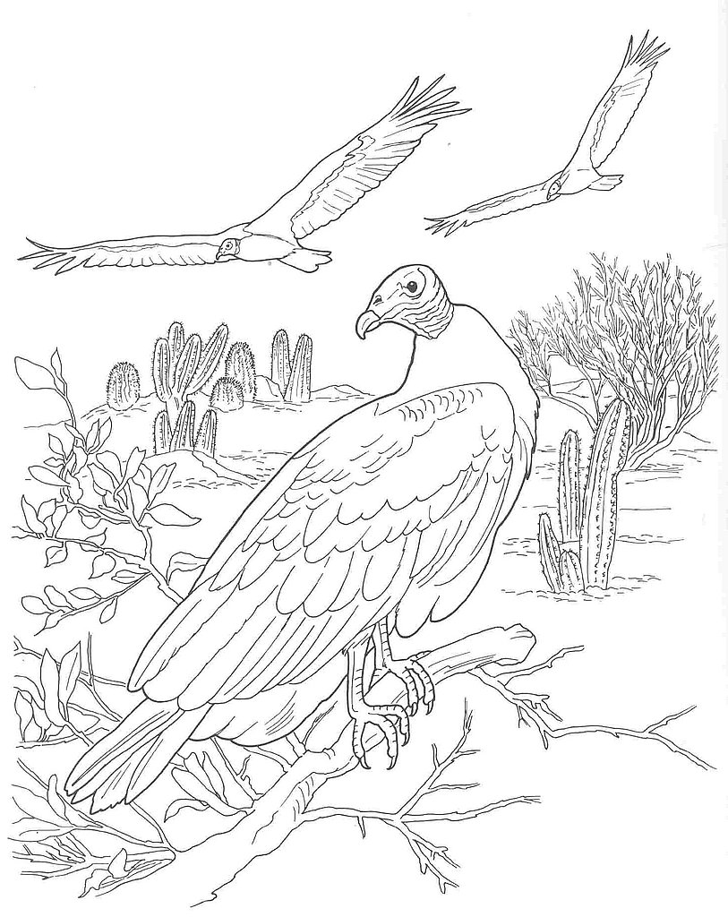 Desert Animals Coloring Pages Printable - Get Coloring Pages