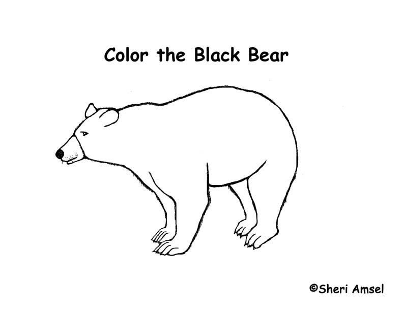American Black Bear Coloring Page - Coloring Home