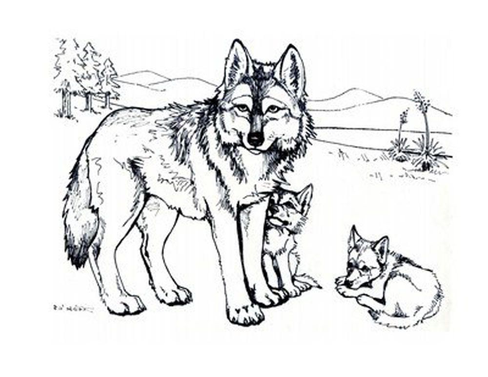 Realistic Wolf Coloring Pages To Print - Coloring Home