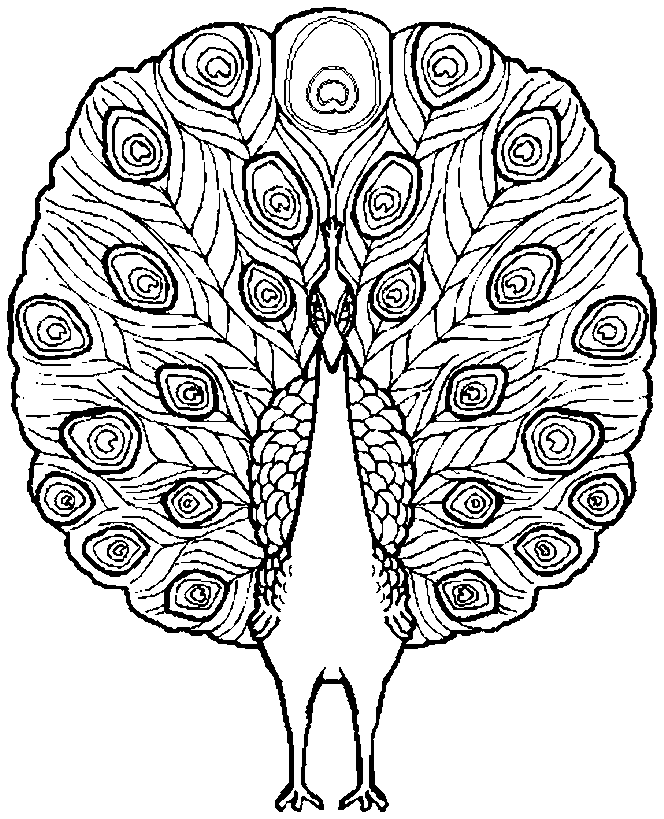 peacock-coloring-pages-350.jpg