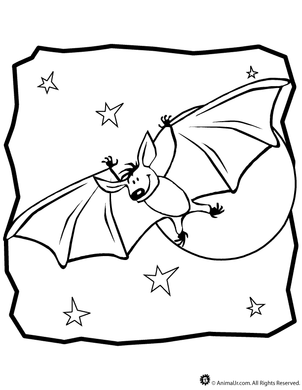 Nocturnal Animals Coloring Pages Coloring Home