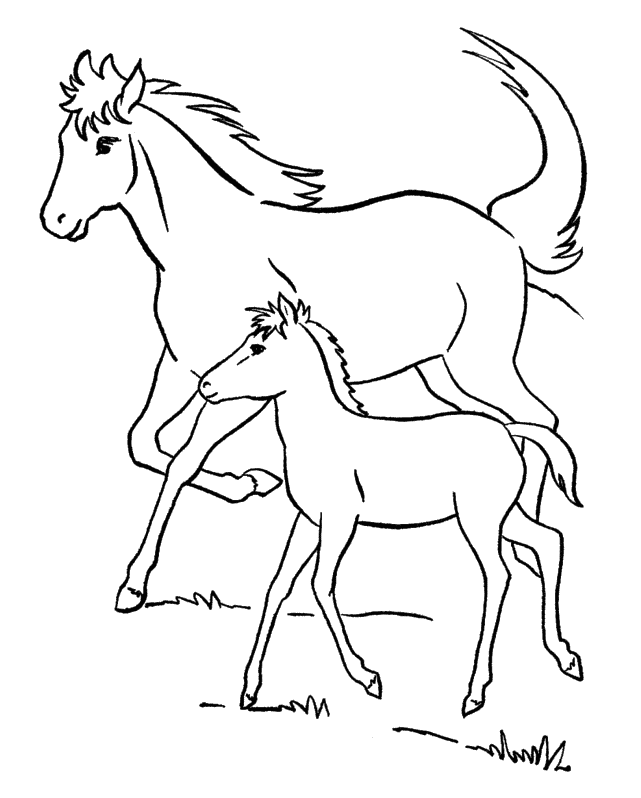 Real Horse Baby Horse Coloring Pages - canvas-plex