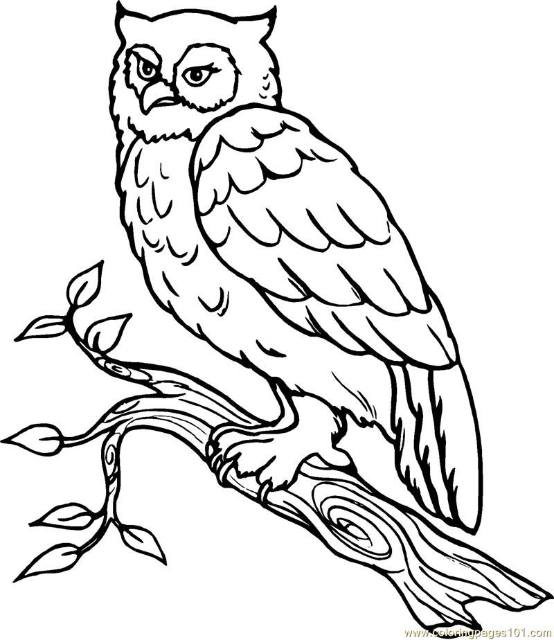 Snowy Owl Coloring Pages - Coloring Home