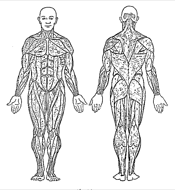 Muscular System Coloring Pages - Coloring Home