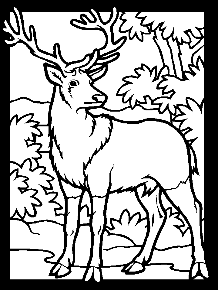 Printable Deer Coloring Pages - Coloring Home