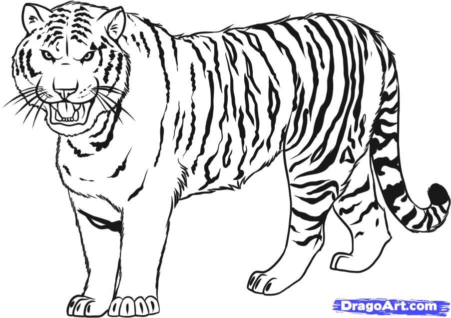 Tiger Drawing Step By Step Easy Images & Pictures - Becuo