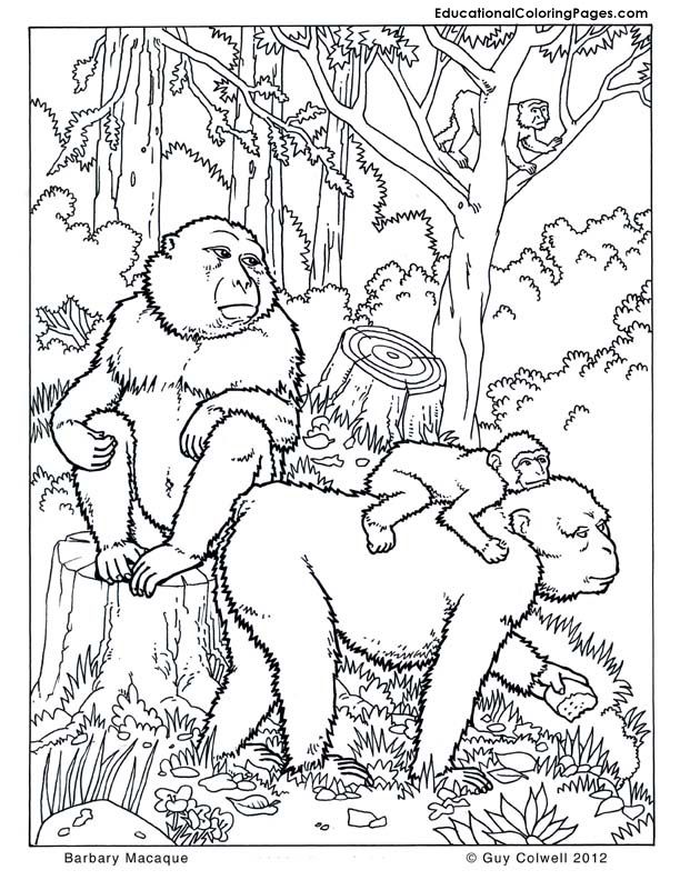 In the Trees Book One | Animal Coloring Pages for Kids