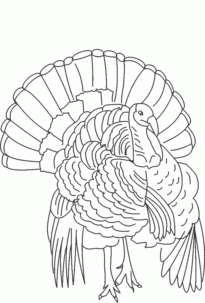 wild-turkey-coloring-pages-coloring-home