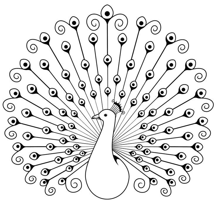 Peacock~ line drawing | Peacock 13
