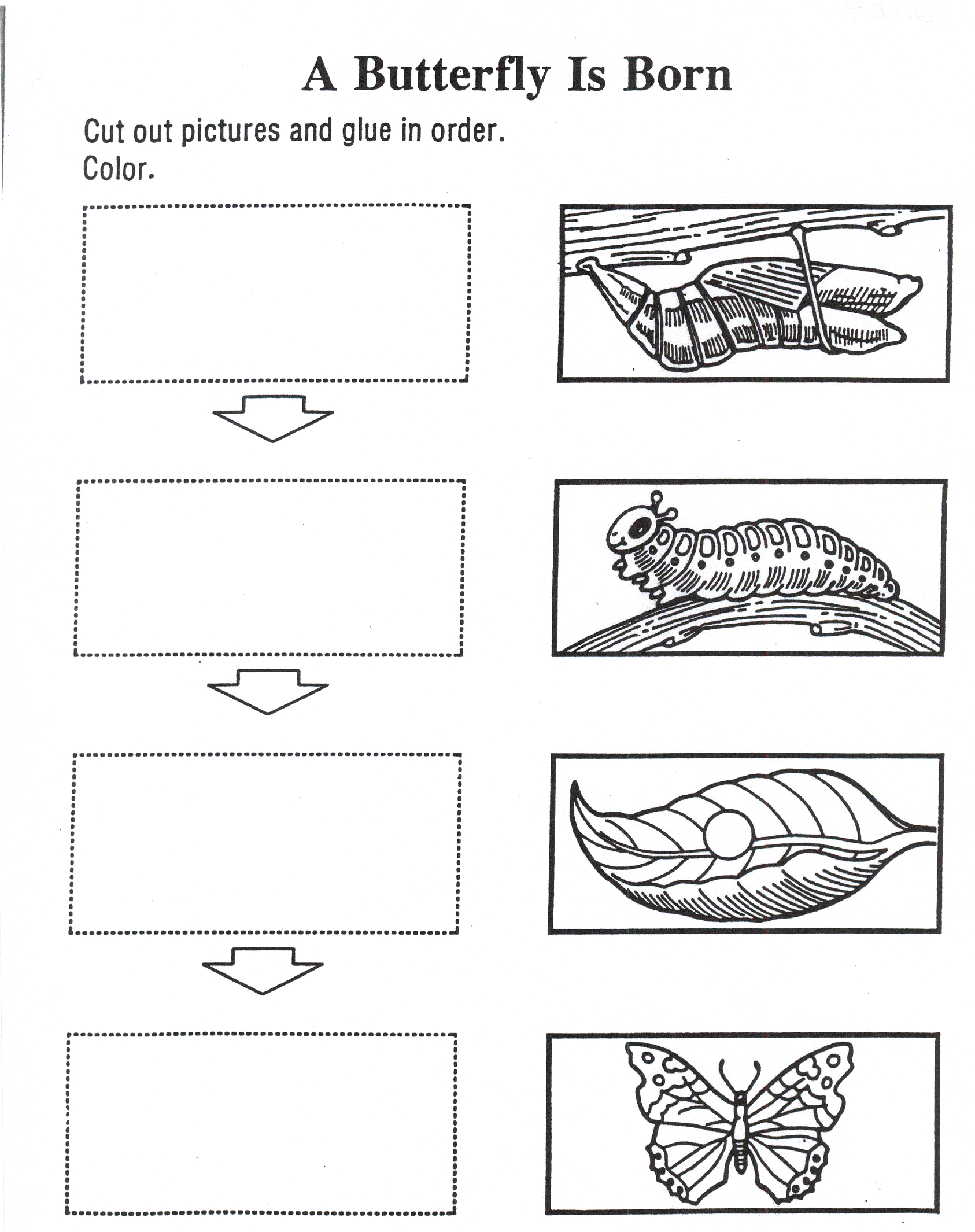 gambar-butterfly-life-cycle-coloring-pages-home-sheet-printable-di