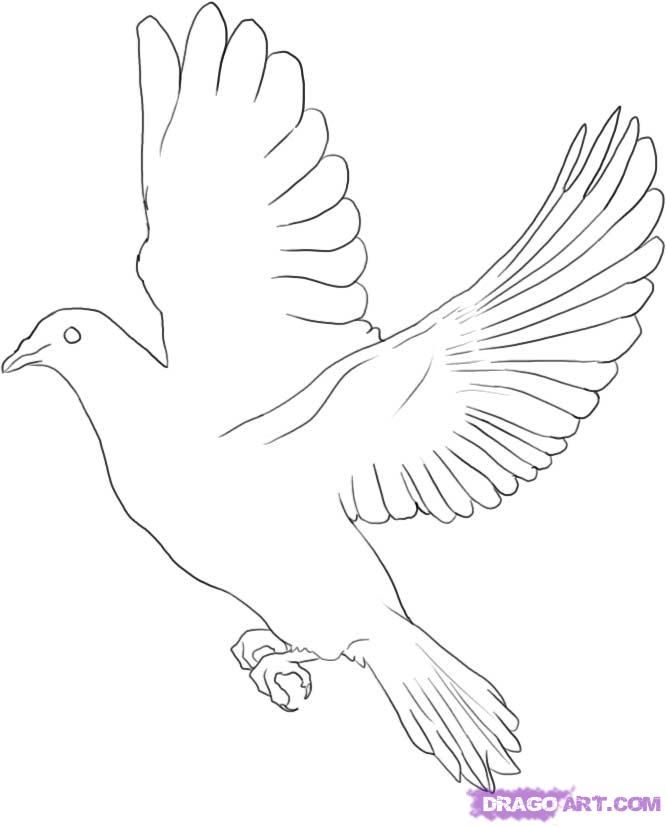 How To Draw a Dove, Step by Step, Birds, Animals, FREE Online 