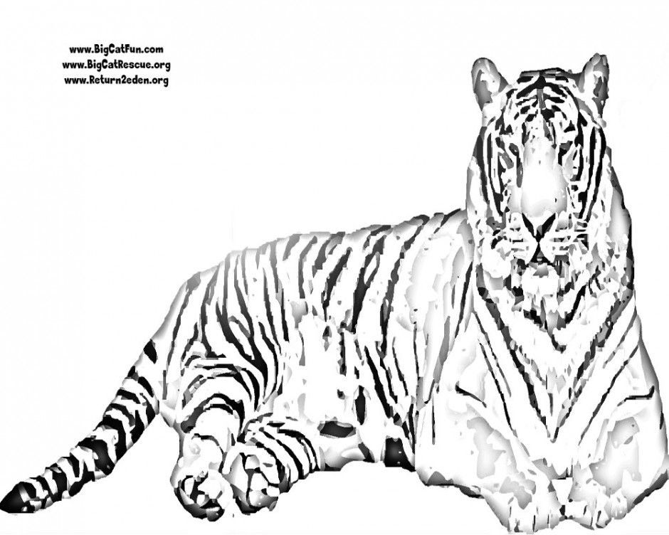 Tigers Coloring Pages Tiger Coloring Pages To Print Clemson 186357 