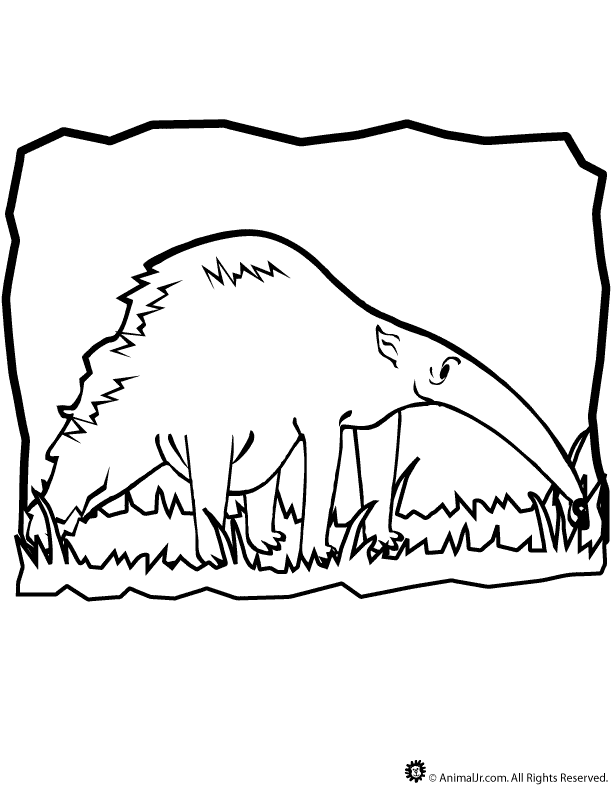 Anteater Coloring Page | Free coloring pages