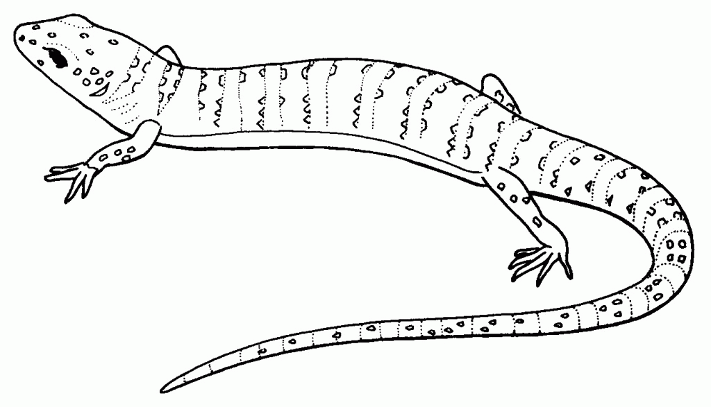 Lizard Coloring Page - Coloring For KidsColoring For Kids