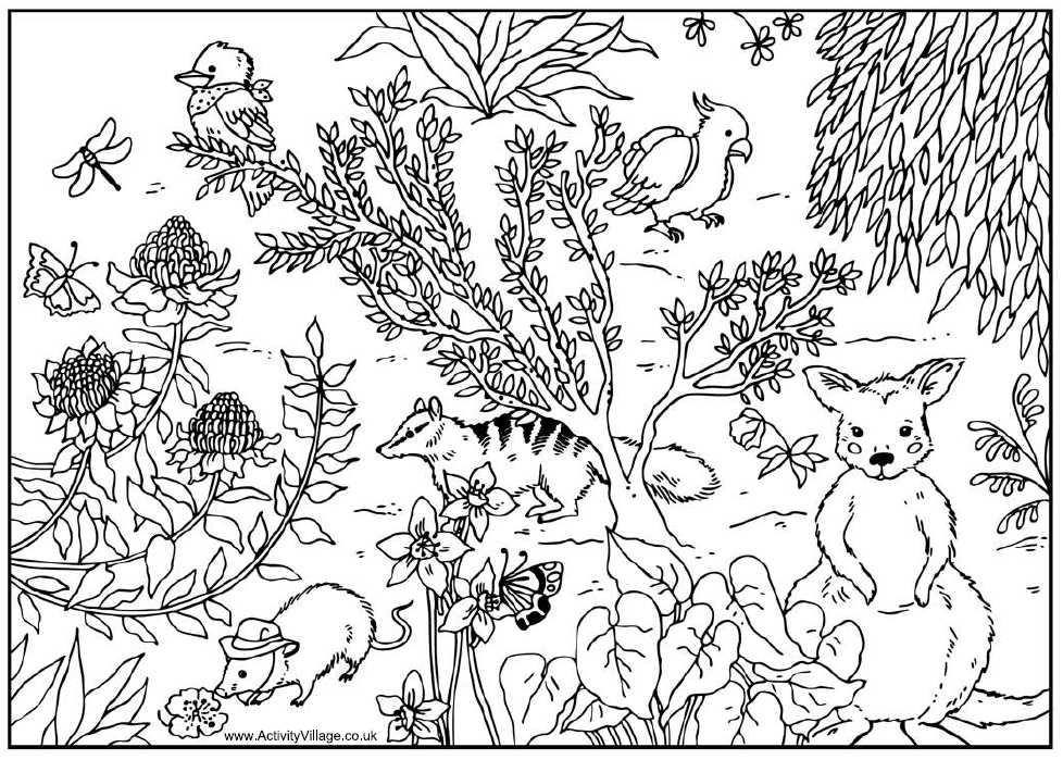 images-and-places-pictures-and-info-australian-animals-colouring