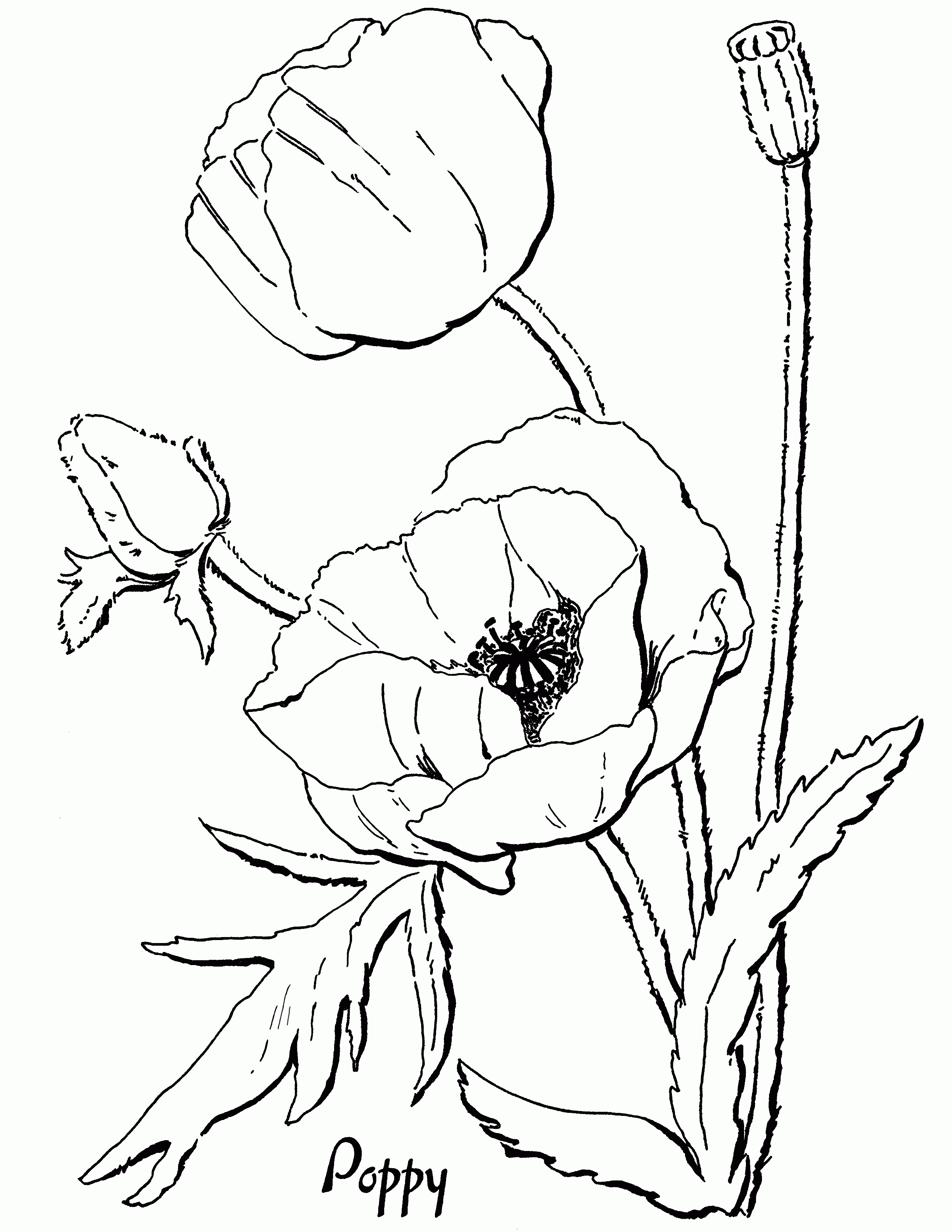 Poppy Coloring Pages For Kids   Coloring Home