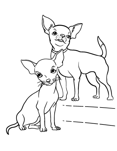 Chihuahua Coloring Page For Kids