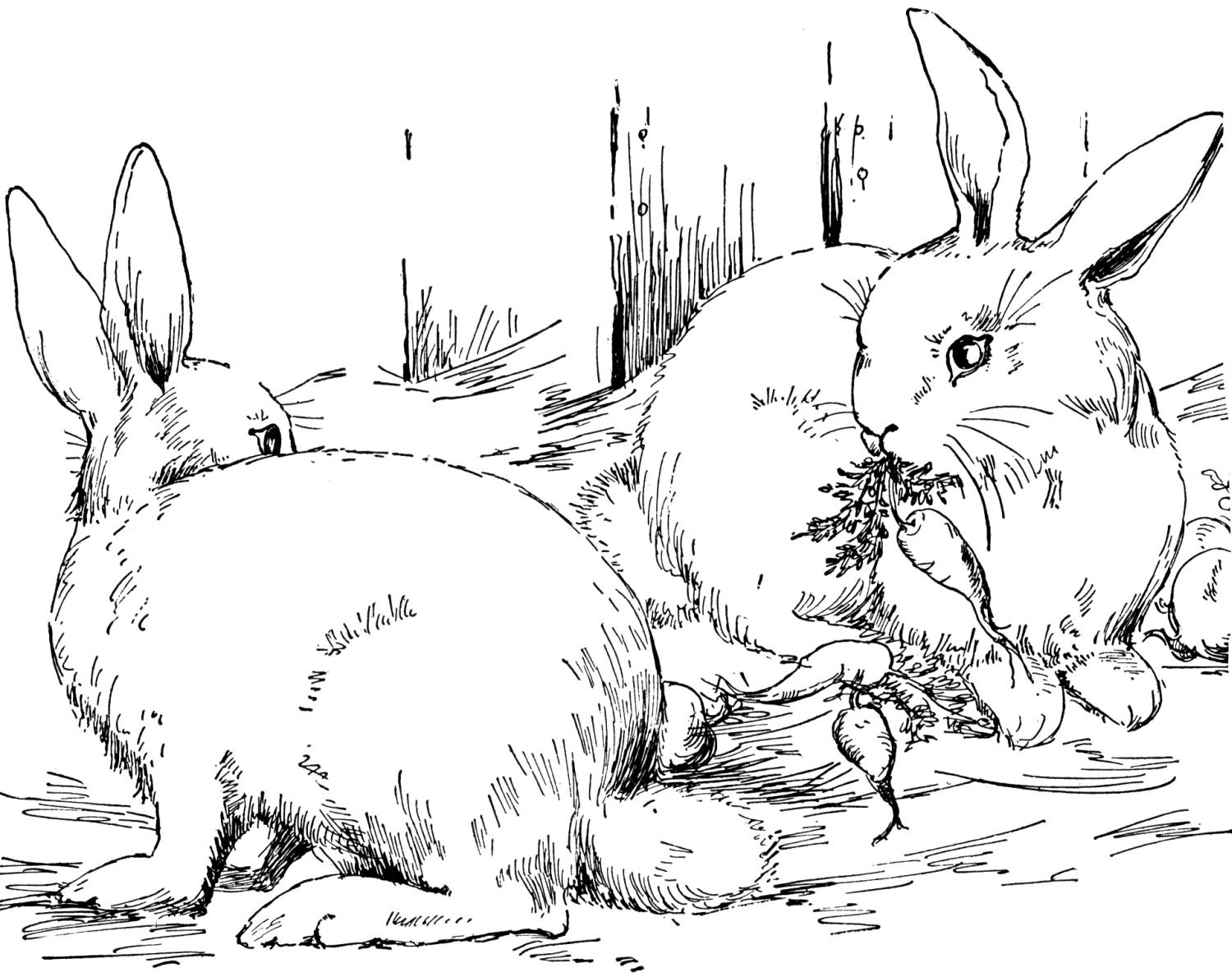 peter-rabbit-coloring-pages-free-coloring-pages