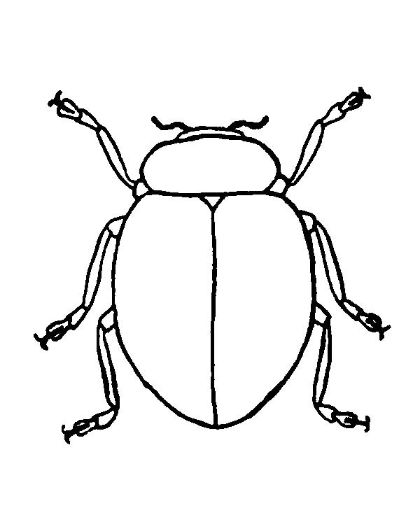 Beetle Coloring Page at GetDrawings.com | Free for personal ...