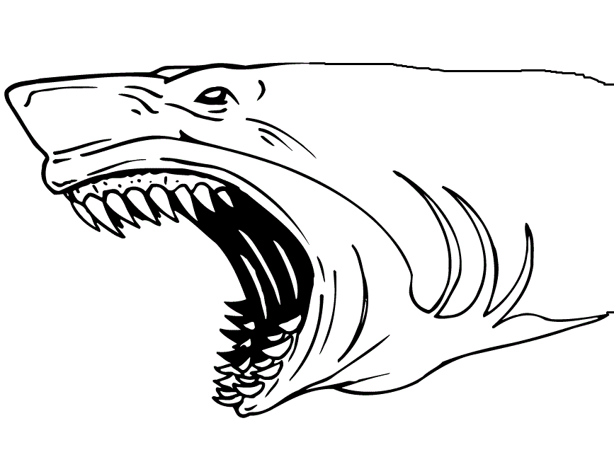 Shark Coloring Pages | Eretdvrlistscom - Coloring Home