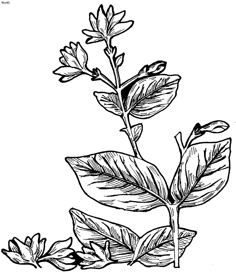 Pictures Of Jasmine Flower Coloring Pages Free | Coloring ...