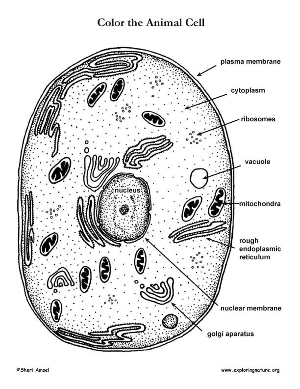 Animal Cell Coloring Page With Labels - Coloring