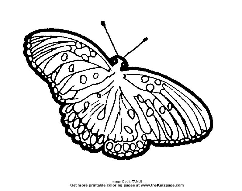 Moth - Free Coloring Pages for Kids - Printable Colouring Sheets