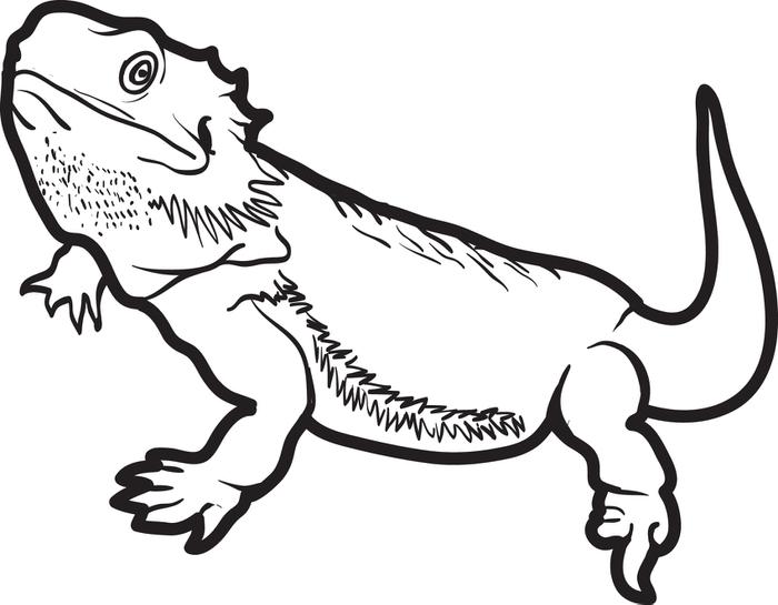 Horned Lizard Coloring Page